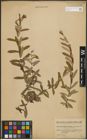 Foto von Salix purpurea subsp. amplexicaulis (Bory) C. K. Schneid.